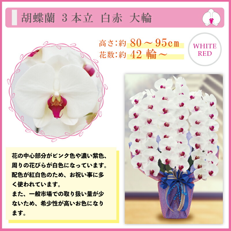 胡蝶蘭 純国産 3本立ち 4色 42輪 お供え お祝い お誕生日 ギフト ピンク プレゼント 大輪 敬老の日 昇進祝い 母の日 淡いピンク 産地直送 白 白赤 立札無料 花 花持ち長い 贈り物 送料無料 開店祝い 開業祝い 最大93 オフ 白