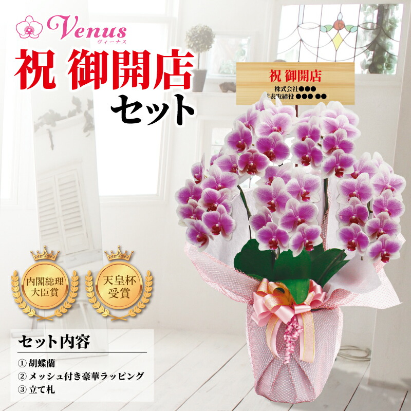 ≪簡単購入≫ 最大50%OFFクーポン 祝御開店セット 中輪5本立ち 35輪〜 お店のオープンに 白ピンク グラデーション 星形花弁 珍しい胡蝶蘭 祝い花 洋蘭 胡蝶蘭 産地直送 差別化 洋ラン 送料無料 純国産 鉢 生花 花持ち長い ≪簡単購入≫ 最大50%OFFクーポン 祝御開店セット 中輪5本立ち 35輪〜 お店のオープンに 白ピンク グラデーション 星形花弁 珍しい胡蝶蘭 祝い花 洋蘭 胡蝶蘭 産地直送 差別化 注目の福袋! 洋ラン 送料無料 純国産 鉢 生花 花持ち長い
