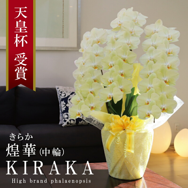 【 名護蘭 】立派‼️黄花素心　花芽付き Phal. japonica（名護蘭）花付き選別個体 | 大和農園洋蘭部