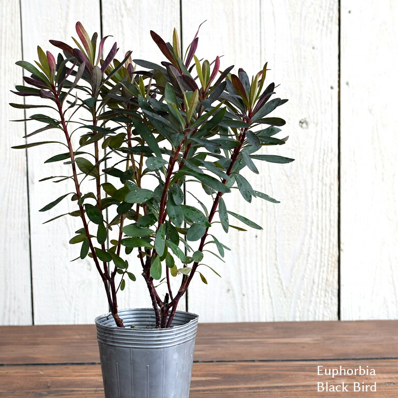 楽天市場 ユーフォルビア ブラックバード 苗 9cmポット 3号鉢 Euphorbia Characias Black Bird 寄せ植え 鉢植え 花壇 Mson Kobe 楽天市場 ユーフォルビア ブラックバード 苗 9cmポット 3号鉢 Euphorbia Characias Black Bird 寄せ植え 鉢植え 花壇 Mson Kobe
