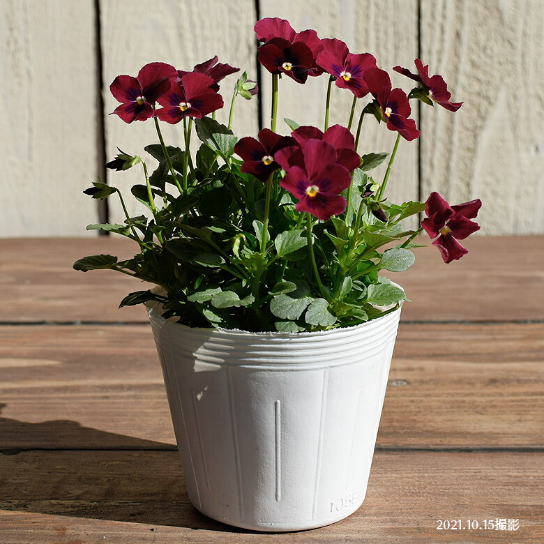 楽天市場 ビオラ ももか ばらいろ 苗 10 5cmポット 3 5号鉢 庭植え 寄せ植え 鉢植え パンジー ビオラ 苗 Viola Mson Kobe 楽天市場 ビオラ ももか ばらいろ 苗 10 5cmポット 3 5号鉢 庭植え 寄せ植え 鉢植え パンジー ビオラ 苗 Viola Mson Kobe