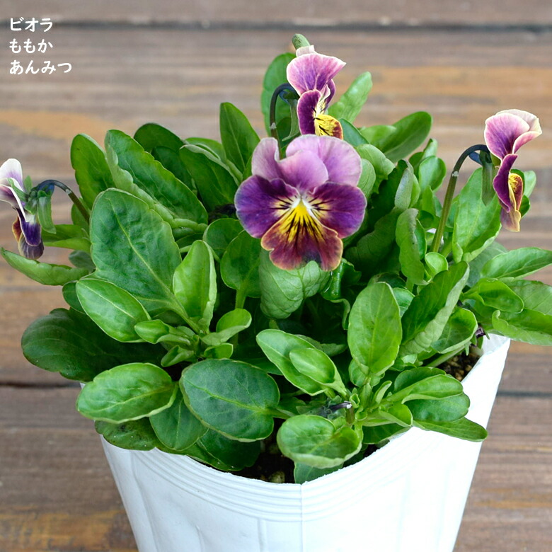 楽天市場 ビオラ ももか あんみつ 苗 10 5cmポット 3 5号鉢 庭植え 寄せ植え 鉢植え パンジー ビオラ 苗 Viola Mson Kobe 楽天市場 ビオラ ももか あんみつ 苗 10 5cmポット 3 5号鉢 庭植え 寄せ植え 鉢植え パンジー ビオラ 苗 Viola Mson Kobe