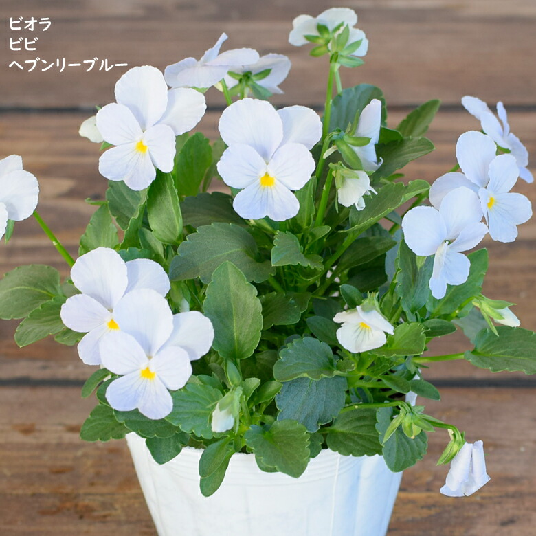 楽天市場 ビオラ ビビ ヘブンリーブルー 苗 10 5cmポット 3 5号鉢 庭植え 寄せ植え 鉢植え パンジー ビオラ 苗 Viola Mson Kobe