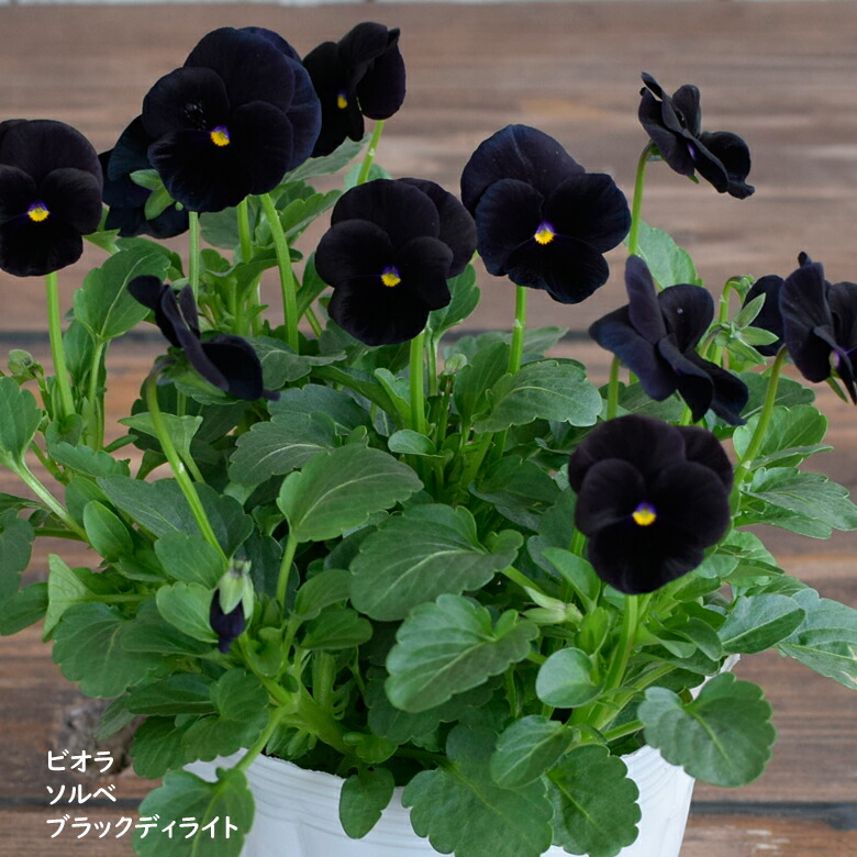 楽天市場 ビオラ ソルベ ブラックディライト 苗 10 5cmポット 3 5号鉢 庭植え 寄せ植え 鉢植え パンジー ビオラ 苗 Viola Mson Kobe 楽天市場 ビオラ ソルベ ブラックディライト 苗 10 5cmポット 3 5号鉢 庭植え 寄せ植え 鉢植え パンジー ビオラ 苗 Viola Mson Kobe