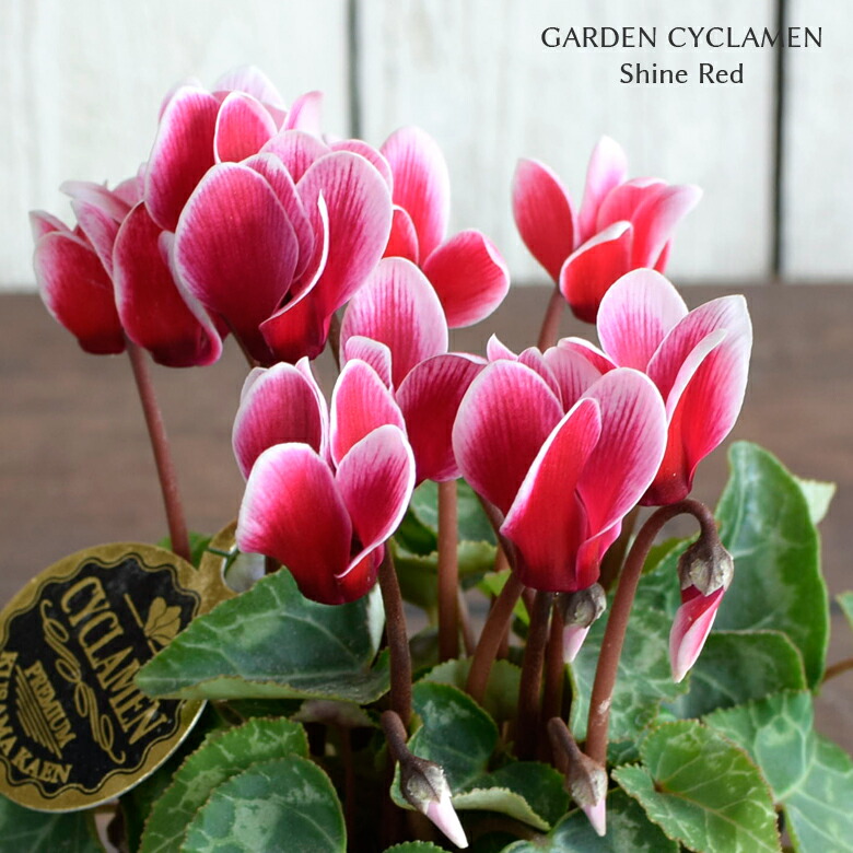 ガーデンシクラメン シャインレッド 苗 9cmポット 3号鉢 庭植え 寄せ植え 鉢植え 当店限定販売