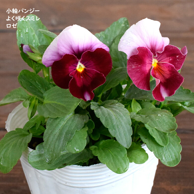 楽天市場】小輪パンジー わらく プチグレース 苗 10.5cmポット 3.5号鉢