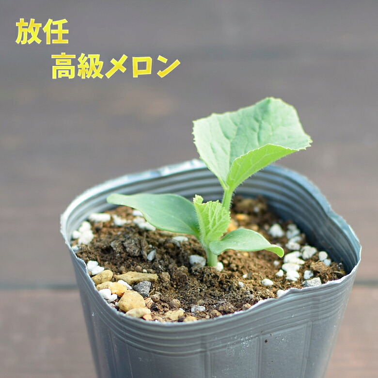 【楽天市場】エムソン 放任 高級メロン 9cmポット 3号 果樹苗 甘い 放任栽培 家庭菜園：mson-kobe