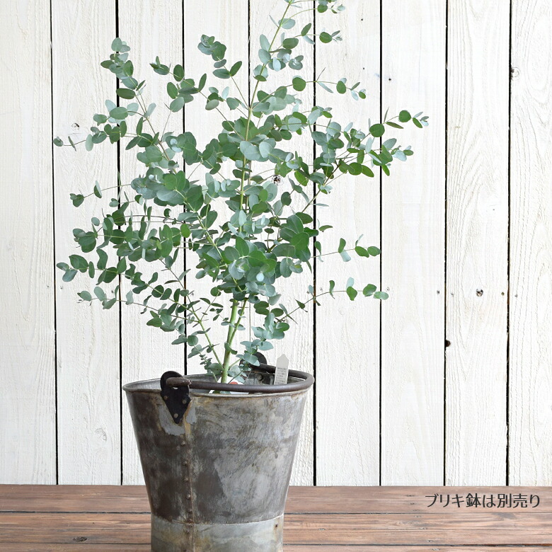 楽天市場 観葉植物 ユーカリ グニー 18cmポット 6号鉢 苗木 Eucalyptus Gunnii Red 室内観葉 苗 鉢植え 庭植え Mson Kobe