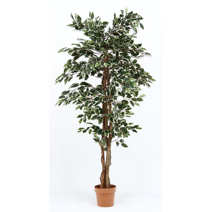 今年の新作から定番まで 不二貿易 人工観葉植物 期間限定 最大10 Offクーポン メーカー直送 フィカス 1124 1124 造花 人工 観葉植物 観葉植物 b Kns 人気殺到本物保証 今年の新作から定番まで 不二貿易 人工観葉植物 期間限定 最大10 Offクーポン メーカー直送 フィカス 1124 1124 造花 人工 観葉植物 観葉植物 b Kns 人気殺到本物保証