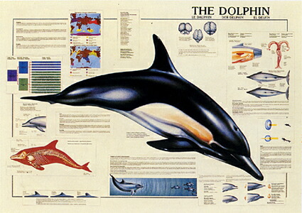楽天市場 イルカ ポスター Hb 3005 ムー大陸楽天市場ショップ