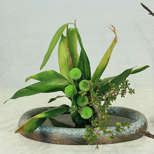 ポイント10倍 信楽焼 水盤 窯変曲げ小判 号 池坊 生け花 和風 洋風 華道 陶器 在庫数限り 水鉢 花器 自由花 花瓶 ギフト 信楽焼き 焼き物 華道 小原流 未生流 古流 遠州流 やきもの あす楽 Mr9113 17g Onpointchiro Com