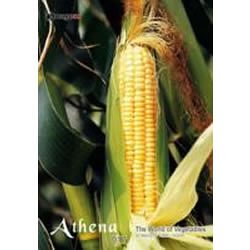 【中古-非常に良い】 アテナ Vol.17 野菜の風景