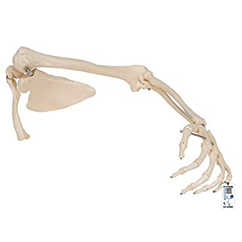 【中古】【輸入品・未使用】上肢骨モデル