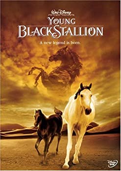 【中古】【輸入品・未使用】Young Black Stallion｜ムジカ＆フェリーチェ店