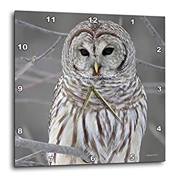【中古】【輸入品・未使用】3dRose Barred Owl 壁時計 10&times;10インチ｜ムジカ＆フェリーチェ店