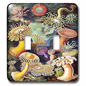 【中古】【輸入品・未使用】3drose LSP _ 98543?_ 2?1800s有名なドイツBiologist Illustration of Sea lifejpgダブル切り替えスイッチ|ムジカ&フェリーチェ店