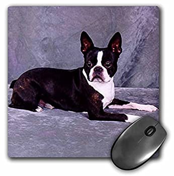 【中古】【輸入品・未使用】3Dローズ 犬 ボストンテリア ‐ ボストンテリア - マウス パッド - マウスパッド - mp_268_1 (並行輸入)｜ムジカ＆フェリーチェ店