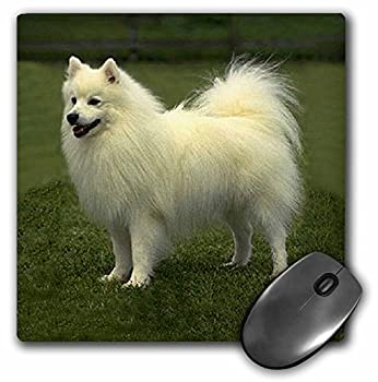 【中古】【輸入品・未使用】3Dローズ 犬 アメリカン エスキモー ‐ アメリカン エスキモー - マウス パッド - マウスパッド - mp_642_1 (並行輸入)