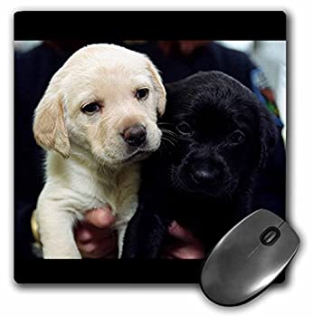 【中古】【輸入品・未使用】3Dローズ 犬 ラブラドール レトリーバー犬 - 黒と黄色のラブラドールの子犬 - マウス パッド - マウスパッド - mp_1219_1 (並行輸入)｜ムジカ＆フェリーチェ店