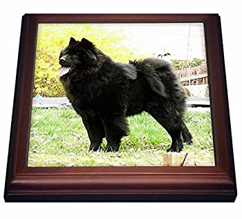 【中古】【輸入品・未使用】犬Chow Chow???ブラックChow???五徳 8 by 8%ダブルクォーテ% ブラウン trv_844_1|ムジカ&フェリーチェ店
