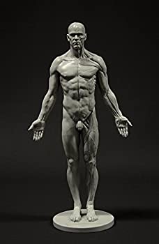 【未使用】【中古】Male Anatomy Figure: 11-inch Anatomical Reference for Artists (Grey) 男性解剖図