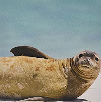 【中古】【輸入品・未使用】3dRose LLC 8 x 8 x 0.25 Inches Northwestern Hawaiian Islands Midway Atoll Monk Seal Rebec California Jackrel Mouse Pad (mp_89891_1) [並画像