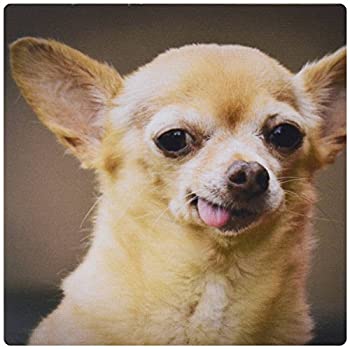 【中古】【輸入品・未使用】3dRose LLC 8 x 8 x 0.25 Inches Mouse Pad%ｶﾝﾏ% toothless Chihuahua Dog Santa Fe New Mexico Julien Mcroberts (mp_92682_1) [並行輸入品]