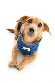 【中古】【輸入品・未使用】Doodlebone Soft Padded Dog Harness%ｶﾝﾏ% Medium%ｶﾝﾏ% Royal Blue by Doodlebone LTD [並行輸入品]｜ムジカ＆フェリーチェ店