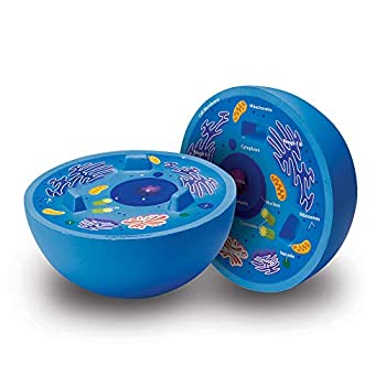 【中古】【輸入品・未使用】ラーニング リソーシズ(Learning Resources) 理科教材 断面模型 動物の細胞 LER1900 正規品 [並行輸入品]｜ムジカ＆フェリーチェ店
