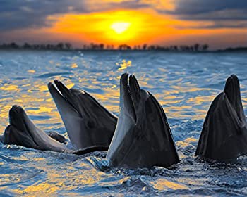 【中古】【輸入品・未使用】Dolphins in the Sunset 504ピースジグソーパズル16?%ダブルクォーテ% x 20?%ダブルクォーテ%|ムジカ&フェリーチェ店