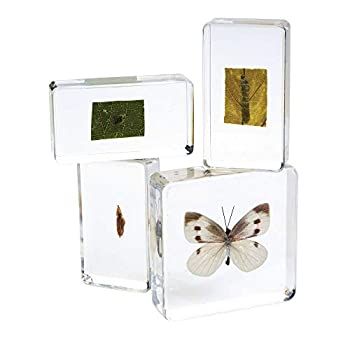 【中古】【輸入品・未使用】エクセレレーションズACLIFEアクリルライフサイクル試験片（4個入り）