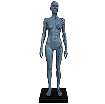 人体模型 男性 TORSO バスト スタチュー 　美品 b019k01pb8.jpg