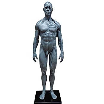 人体模型 男性 TORSO バスト スタチュー 　美品 b01axu1hc6.jpg