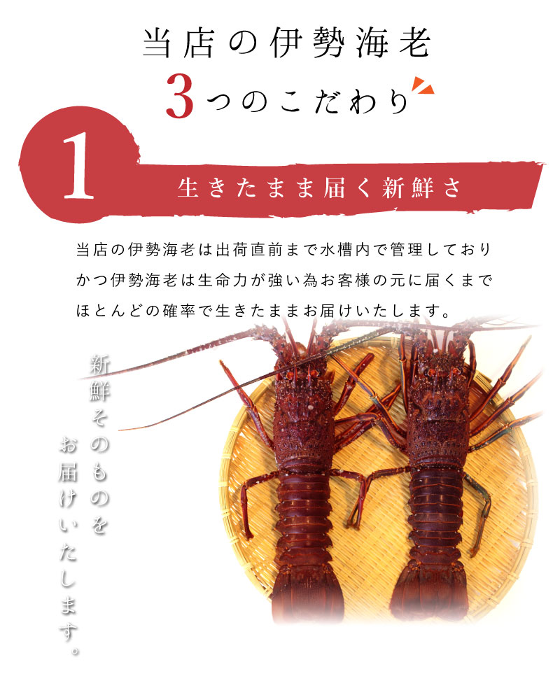 楽天市場 伊勢海老 国産 えび 高級 父の日 ギフト 内祝 特大 国産 高知県産 現地直送 父の日 ギフト 内祝 料亭 和食 海が好き 楽天市場店