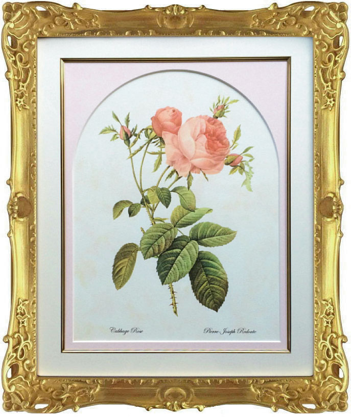 Pealimo ピーリモ 家什 イラスト画 植物 ピエール ジョゼフ ルドゥーテ 殆ど47cm 40cm Cabbage Rose 花盛り 絵 数装シロモノ 摸する版 ボタニカルアート ルデューテ 作成 花絵 ひな形 額稼ぎ 張札 盛装 豪勢さフレーム 絢爛たる ゴールド カーネーション Earthkitchen Ph