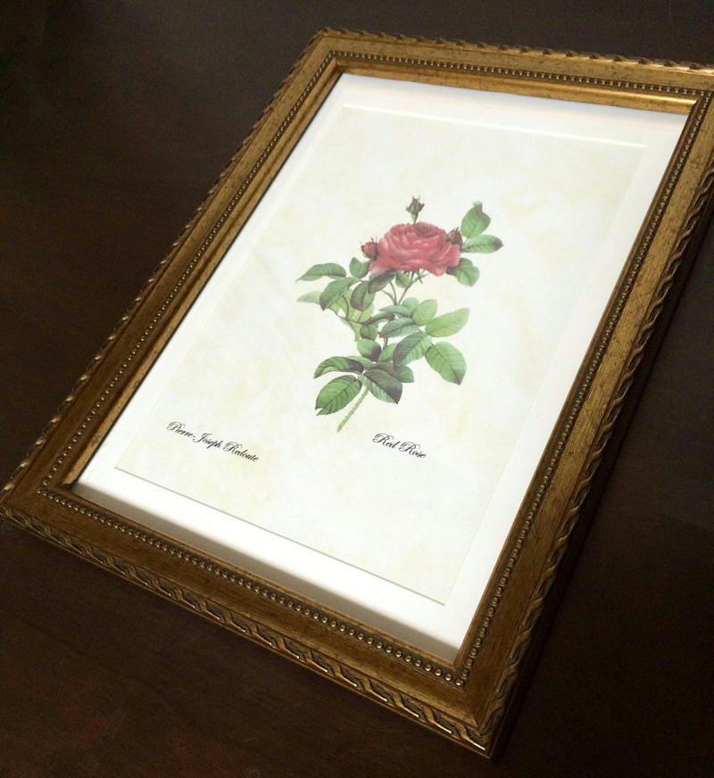 【楽天市場】Pealimo ボタニカルアート A4『red rose』花額絵 額装品 複製版 Pierre Joseph Redoute