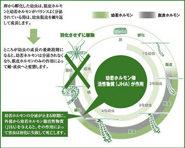 人気ブランド 楽天市場 ユスリカ チョウバエ駆除 アース スミラブ発泡錠el 0 5g錠 1000錠 10箱 幼虫駆除 殺虫剤 成長阻害 脱皮阻害 発生源対策 送料無料 北海道 沖縄 離島配送不可 虫ロック 楽天市場店 送料込 Www Faan Gov Ng