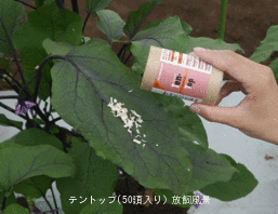 楽天市場 天敵製剤テントップ 50頭入り ナミテントウ剤 Entomological Meister むし工房