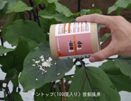 楽天市場 天敵製剤テントップ 100頭入り ナミテントウ剤 Entomological Meister むし工房
