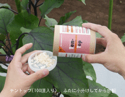 楽天市場 天敵製剤テントップ 100頭入り ナミテントウ剤 Entomological Meister むし工房