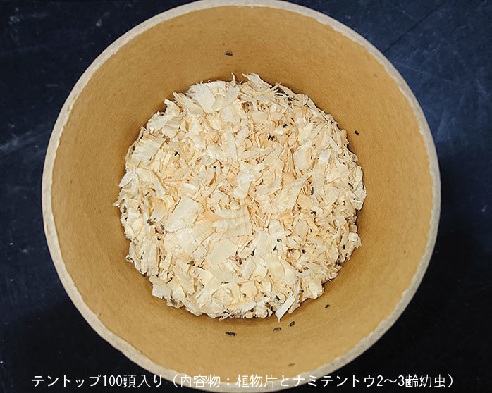 楽天市場 天敵製剤テントップ 100頭入り ナミテントウ剤 Entomological Meister むし工房