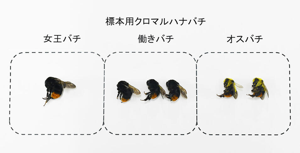 楽天市場 クロマルハナバチ標本作製キット Entomological Meister むし工房