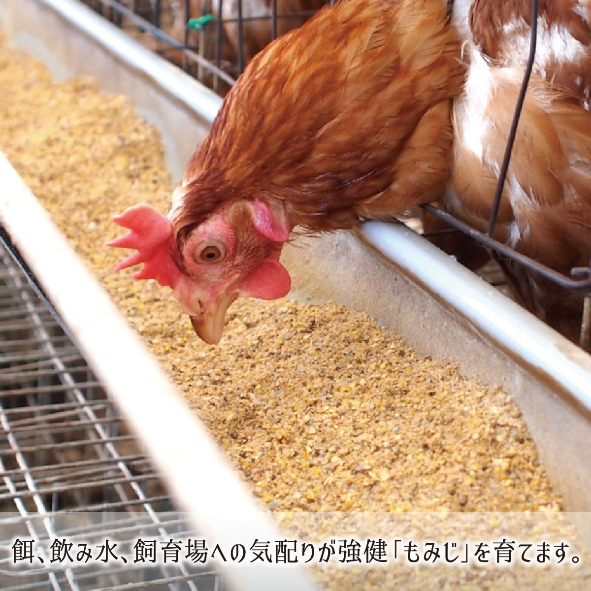 マーケット ケージ飼い卵 30玉 純国産鶏 もみじ 岡山県美作市産 赤玉 めぐみ 非遺伝子組換 非抗生物質飼料 送料無料 qdtek.vn