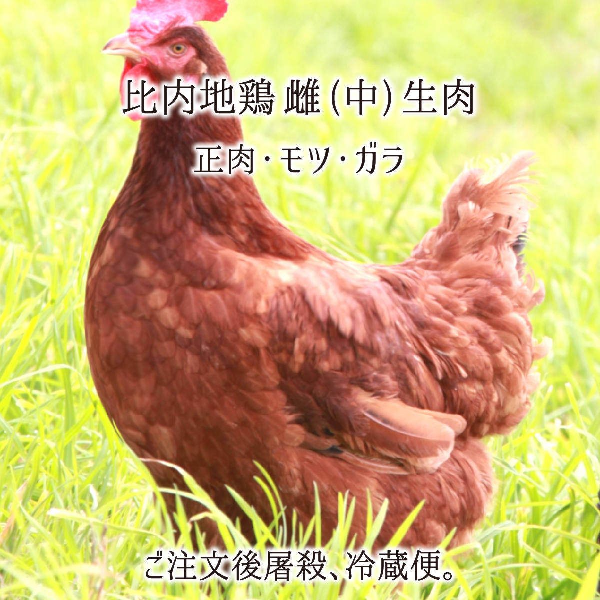 比内地鶏 雌 中型 1羽 2羽 生肉(正肉 約2.2kg・もつ 約300g・ガラ 約1kg/1羽) 秋田県大仙市産 むね/もも/ささみ/せせり/手羽先/皮/ハツ/レバー/砂肝/ガラ他
