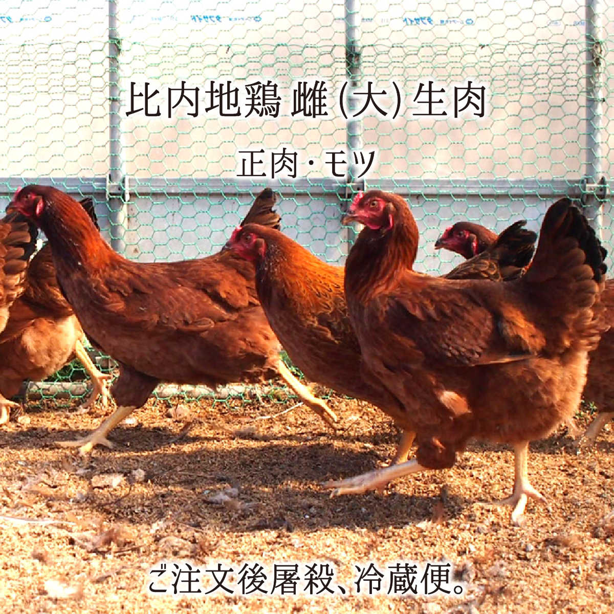 比内地鶏 雌 大型 1羽 2羽 生肉(正肉 約1.3kg・もつ 約150g/1羽) 秋田県大仙市産 むね/もも/ささみ/せせり/手羽先/皮/ぼんじり/ハツ/レバー/砂肝
