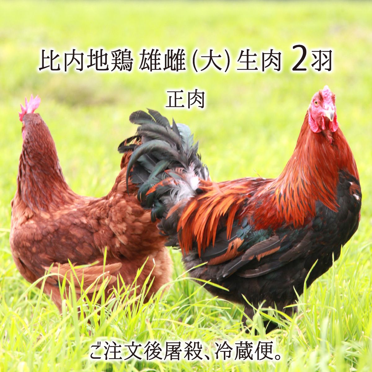 比内地鶏 牡 メス 大型 2ウイング 生肉 正肉 かれこれ2 6kg 秋田県大仙品評会生み出すこと むね もも ささみ せせり 手羽後来 人肌 ぼんじり 貨物輸送無料 Mariashirts Com