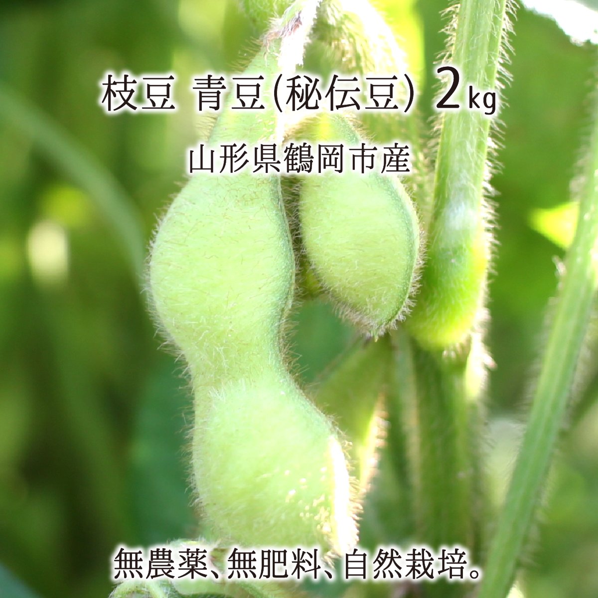 枝豆 青豆 秘伝豆 2kg 無農薬 無肥料 自然農法 山形県鶴岡市産 9月下旬 10月上旬 500g 4 送料無料 Tropicalgroupnv Com