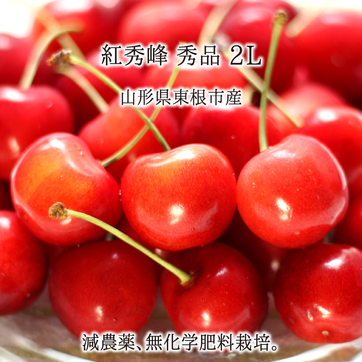 紅秀峰 秀品 2L 350g 700g 1.4kg 特別栽培 さくらんぼ 山形県東根市産 減農薬 無化学肥料 6月下旬～7月上旬 送料無料