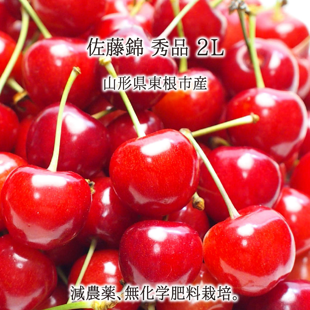 佐藤錦 秀品 2L 350g 700g 1.4kg 特別栽培 さくらんぼ 山形県東根市産 減農薬 無化学肥料 6月中旬～6月下旬 送料無料