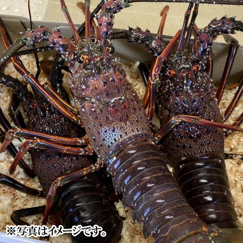 送込）　本州最南端の地より　活伊勢海老　３キログラム（和歌山県産） 送込）本州最南端の地より 活け伊勢エビ キズモノ約2キログラム